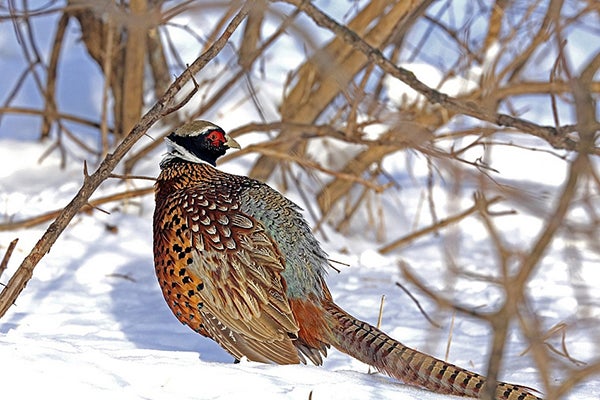 Minnesota’s pheasant population has been on a long-term decline for years. - Dennis Anderson/The Star Tribune via AP