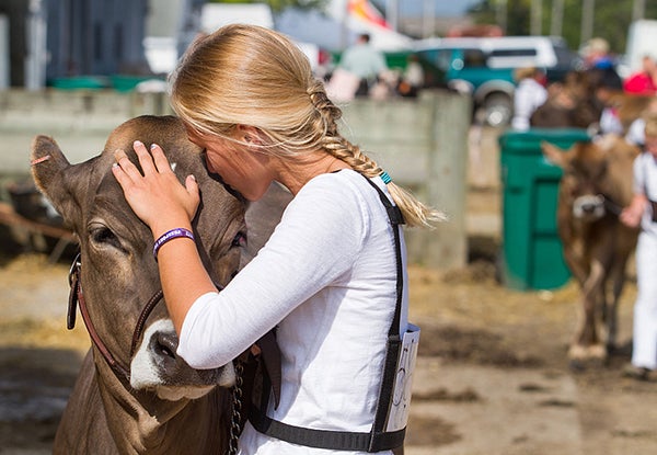 Samantha Fredin, 13, of Owatonna gave her cow, Sophie, a kiss just after winning a blue ribbon at the Steele County Free Fair on Aug. 21. Fredin leases Sophie from Clover Glen Farm for competition. - Alex Kolyer for MPR News