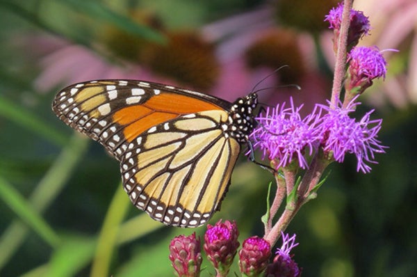 A monarch butterfly perches for a photo. - Al Batt/Albert Leari Tribune