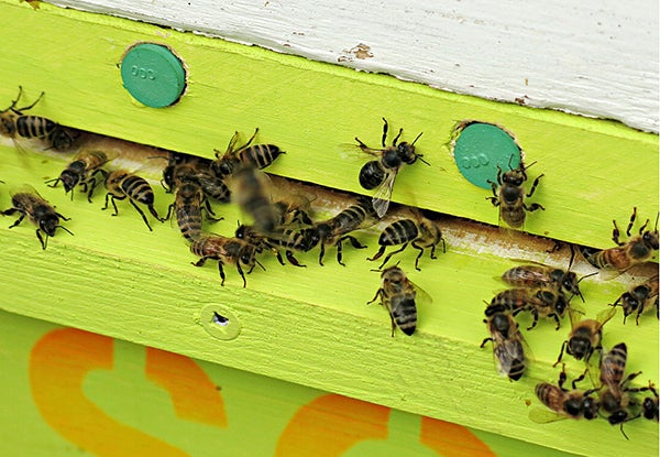Honeybees entered a hive through a pollen trap designed to collect pollen the bees are carrying. Scientists then analyze the pollen to see which plants the bees are using and assess the nutritional value of the pollen, Aug. 6, near Jamestown, North Dakota. - Dan Gunderson/MPR News