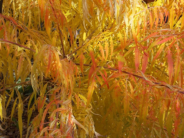 Tiger eye sumac displays beautiful colors in the fall. - Carol Hegel Lang/Albert Lea Tribune 