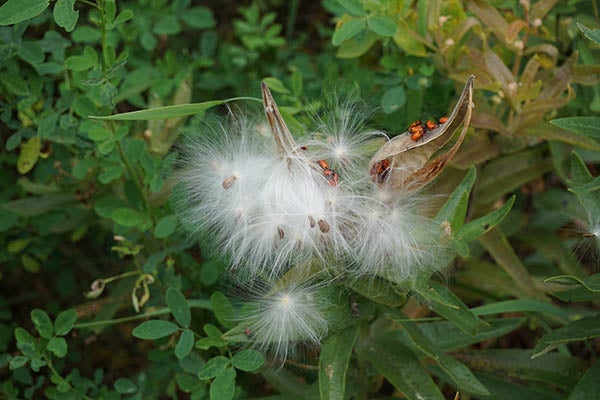 Milkweed bug nymphs enjoying milkweed seed. -Al Batt/Albert Lea Tribune