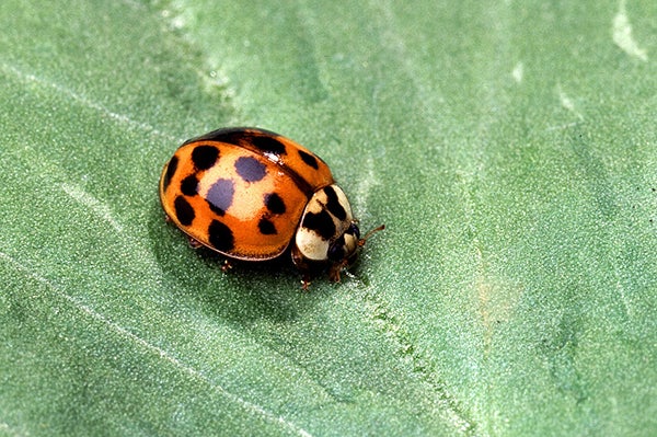 False “eyes” — twin white, football-shaped markings behind the head — show this to be an Asian multicolored lady beetle. - Scott Bauer/USDA Agricultural Research Service