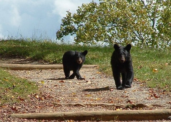 While hiking recently in Cades Cove inside the Smoky National Park of Tennessee, James and Nancy Cope of Albert Lea were greeted by two black bears. What they presumed to be a mother and her cub continued to approach the two hikers, before vanishing into the dense forest that surrounds the trail. To enter the weekly photo contest, submit up to two photos with captions that you took by Thursday each week. Send them to colleen.harrison@albertleatribune.com, mail them in or drop off a print at the Tribune office. The winner is printed in the Albert Lea Tribune and albertleatribune.com each Sunday. If you have questions, call Colleen Harrison at 379-3436. - Provided