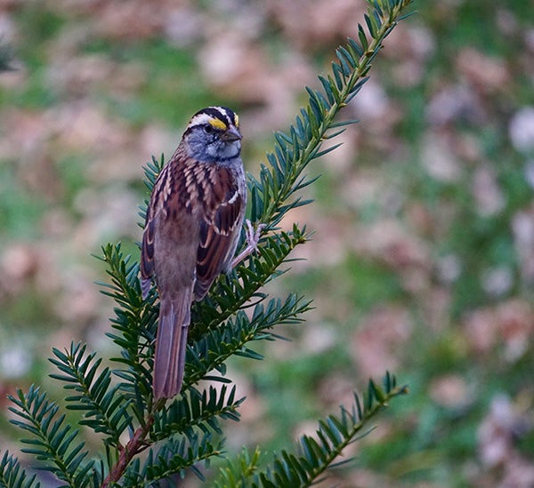 A white-throated sparrow perches on an evergreen. -Al Batt/Albert Lea Tribune