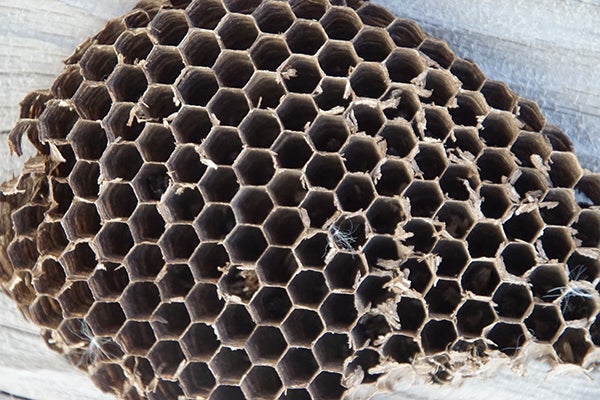 The view inside a honeycomb structure. - Al Batt/Albert Lea Tribune