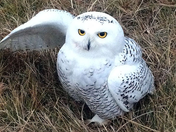 Mindy Kleeb found an injured snowy owl on the road near Pinewood on Tuesday. - Photo courtesy of Mindy Kleeb