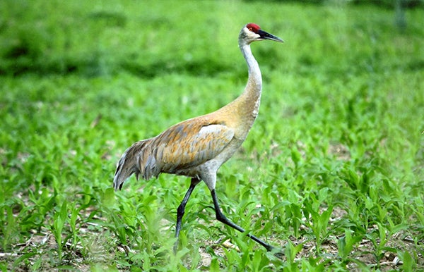 Donna Thoreson took this photo of a sandhill crane in Moscow Township. To enter the weekly photo contest, submit up to two photos with captions that you took by Thursday each week. Send them to colleen.harrison@albertleatribune.com, mail them in or drop off a print at the Tribune office. The winner is printed in the Albert Lea Tribune and albertleatribune.com each Sunday. If you have questions, call Colleen Harrison at 379-3436. - Provided
