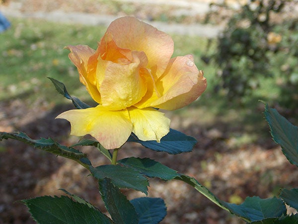 One of the roses in Lang’s gardens still blooms in early November. - Carol Hegel Lang/Albert Lea Tribune