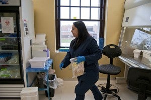 Assistant scientist Jeannette Munoz takes a bag of gauze that had samples extracted from it back to cold storage. -Jackson Forderer/for MPR News