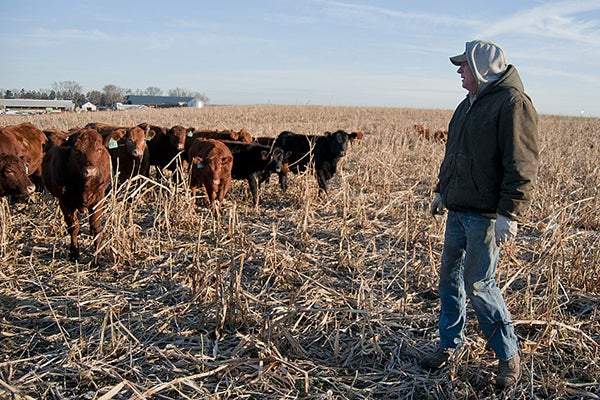 Grant Breitkreutz looks for any sick or injured cattle in his herd on his farm in rural Redwood Falls. - Jackson Forderer/for MPR News