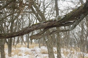 More than 100 trees are planned for demolition this winter at Myre-Big Island State Park. - Sam Wilmes/Albert Lea Tribune