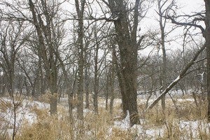 Many of the trees that will be removed at Myre-Big Island State Park this winter have suffered from bur oak blight. -Sam Wilmes/Albert Lea Tribune