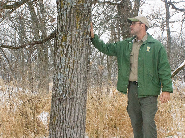 Myre-Big Island State Park Assistant Park Manager Tom Wanous inspects a tree that is destined for removal this winter. - Sam Wilmes/Albert Lea Tribune