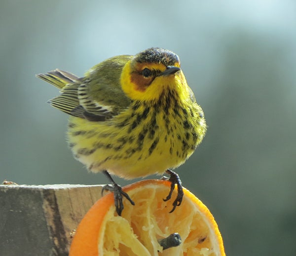 In remembrance of springs past, a photo of a Cape May warbler taken by Wanda Kothlow of Wells. - Provided