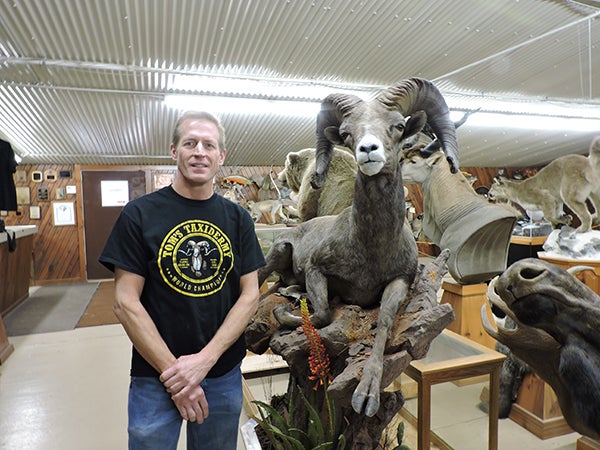 Tom Lenort of Tom’s Taxidermy poses with a desert big horn, one of the many displays at his shop, 28034 770th Ave. in Clarks Grove. - Kelly Wassenberg/Albert Lea Tribune