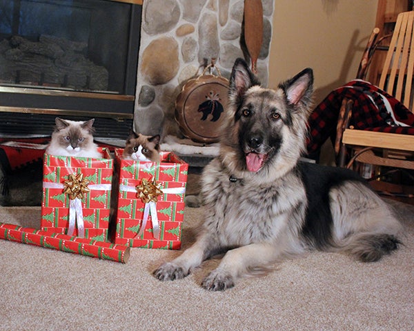 Peggy Bennett took this festive photo of her two cats, Kelchi and Mingo, and her Shiloh shepherd named Colter. To enter the weekly photo contest, submit up to two photos with captions that you took by Thursday each week. Send them to colleen.harrison@albertleatribune.com, mail them in or drop off a print at the Tribune office. The winner is printed in the Albert Lea Tribune and albertleatribune.com each Sunday. If you have questions, call Colleen Harrison at 379-3436. — Provided
