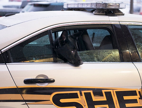Stalker is the new K-9 unit with the Freeborn County Sheriff’s Office. He was named by the public in honor of Corey Goodnature, a Clarks Grove native and a chief warrant officer in the U.S. Army who was killed in action June 28, 2005. - Colleen Harrison/Albert Lea Tribune