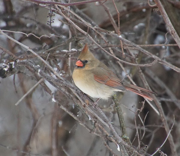 A female northern cardinal perches on a branch. Around 40 percent of adult cardinals die each year. - Al Batt/Albert Lea Tribune