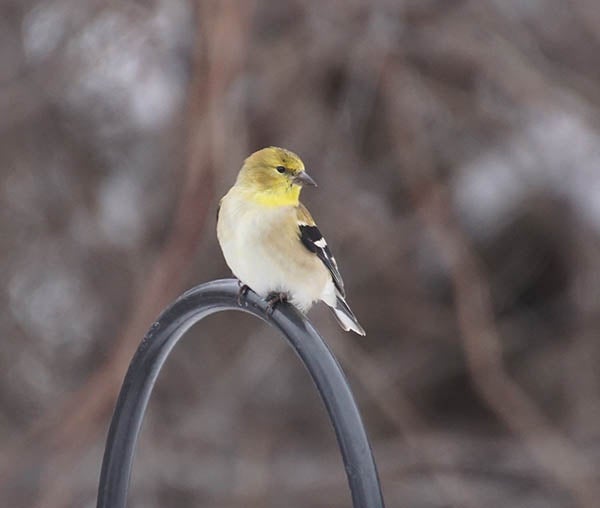 An American goldfinch dressed for winter. - Al Batt/Albert Lea Tribune