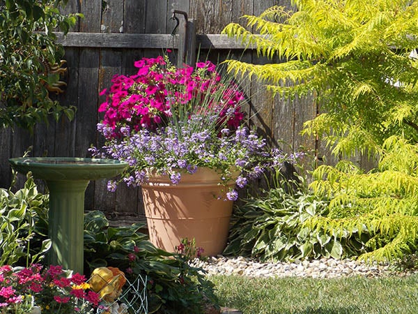 Looking at photos of colorful flowers and a shrub blooming in July make a gardener long to get their hands dirty again. - Carol Hegel Lang/Albert Lea Tribune
