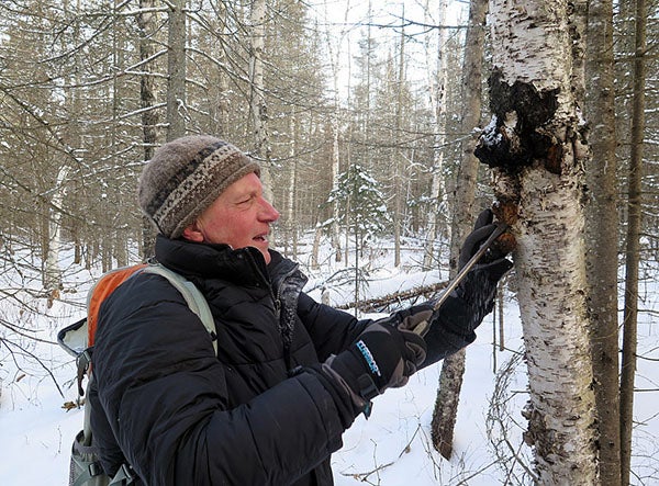 Brian Garhofer chisels off a chunk of chaga growing on a birch tree near the Knife River on Jan. 16. - Dan Kraker/MPR News