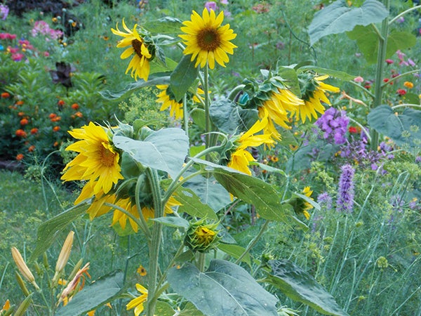 The July garden featured bright yellow sunflowers, orange marigolds, purple phlox and liatris and colorful zinnias. - Carol Hegel Lang/Albert Lea Tribune