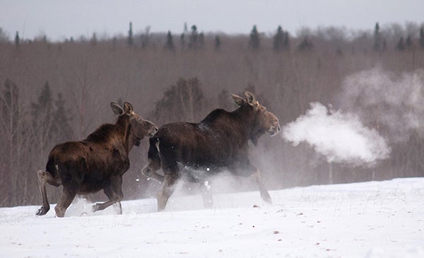 The moose population in northeastern Minnesota was estimated at 8,840 in 2006. Since then, the population has declined 55 percent, according to the DNR. - Pete Takash/Minnesota DNR via AP 2014