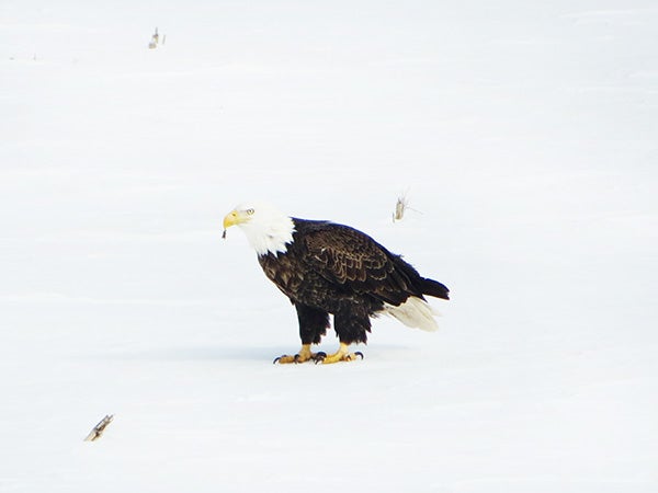 Eileen Ness took this photo of a bald eagle Feb. 15 in her field south of Albert Lea. To enter the weekly photo contest, submit up to two photos with captions that you took by Thursday each week. Send them to colleen.harrison@albertleatribune.com, mail them in or drop off a print at the Tribune office. The winner is printed in the Albert Lea Tribune and albertleatribune.com each Sunday. If you have questions, call Colleen Harrison at 379-3436. - Provided