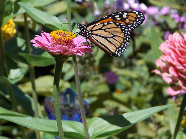 An adult monarch sips nectar from a colorful zinnia. - Carol Hegel Lang/Albert Lea Tribune