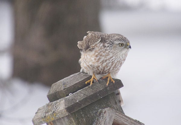 A sharp-shinned hawk looks cute to some, but not to a songbird. - Al Batt/Albert Lea Tribune