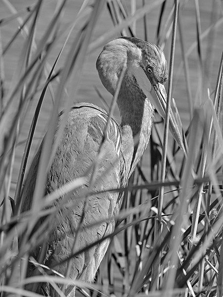 Gunnar Berg took this photo of a great blue heron on South Padre Island in Texas. To enter the weekly photo contest, submit up to two photos with captions that you took by Thursday each week. Send them to colleen.harrison@albertleatribune.com, mail them in or drop off a print at the Tribune office. The winner is printed in the Albert Lea Tribune and albertleatribune.com each Sunday. If you have questions, call Colleen Harrison at 379-3436. - Provided