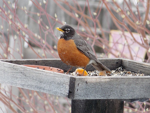 A robin is a harbinger of spring in Lang’s gardens, but so far she hasn’t spotted one. - Carol Hegel Lang/Albert Lea Tribune