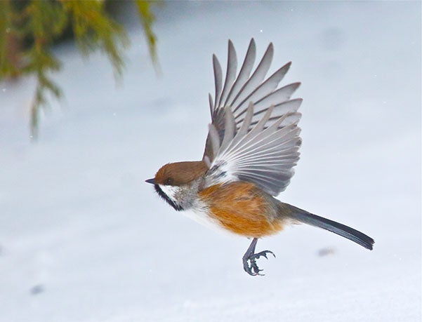 A boreal chickadee in flight by Peter Trueblood of Oakland, California. -Provided