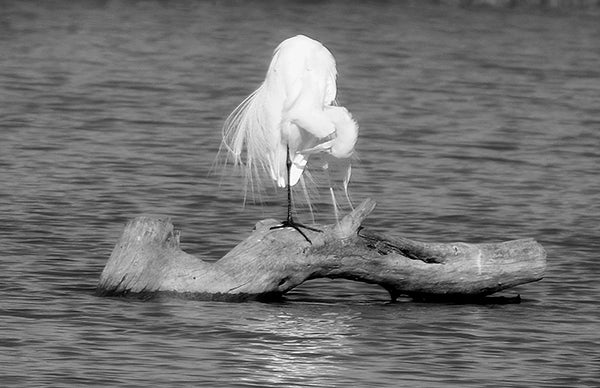 Gunnar Berg took this photo of a great egret in Estero Llano Grande, Texas. To enter the weekly photo contest, submit up to two photos with captions that you took by Thursday each week. Send them to colleen.harrison@albertleatribune.com, mail them in or drop off a print at the Tribune office. The winner is printed in the Albert Lea Tribune and albertleatribune.com each Sunday. If you have questions, call Colleen Harrison at 379-3436. - Provided