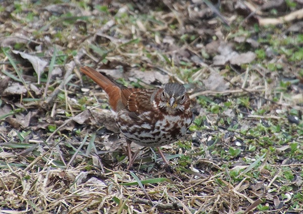This particular bird is called a fox sparrow. - Al Batt/Albert Lea Tribune