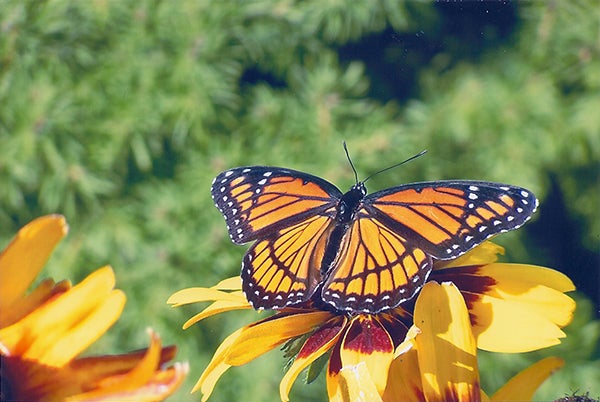 A beautiful monarch butterfly sips nectar from a colorful flower in the gardens. - Carol Hegel Lang/Albert Lea Tribune