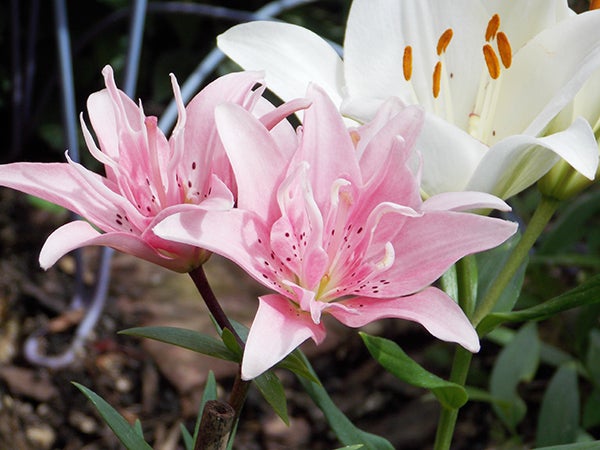These two varieties of lilies bloom in early August, adding color and fragrance. - Carol Hegel Lang/Albert Lea Tribune