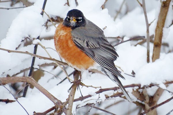 A robin sees its third snowfall since returning for spring. - Al Batt/Albert Lea Tribune