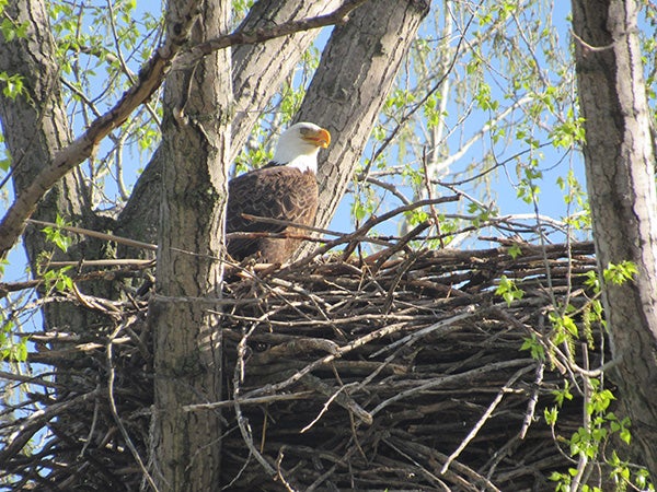 A bald eagle has made a nest for itself near Fountain Lake. - Provided 