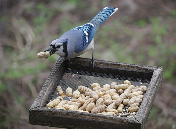 Blue jays are big fans of peanuts. - Al Batt/Albert Lea Tribune
