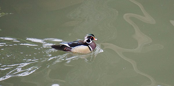 A wood duck enjoys a swim. - Al Batt/Albert Lea Tribune