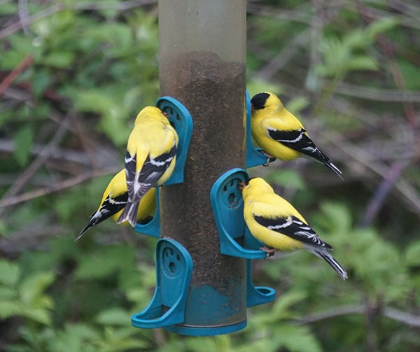 Birds of a feather flock to the feeder together. - Al Batt/Albert Lea Tribune