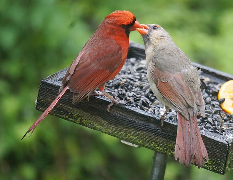 Cardinals “kiss” at a bird feeder. - Al Batt/Albert Lea Tribune