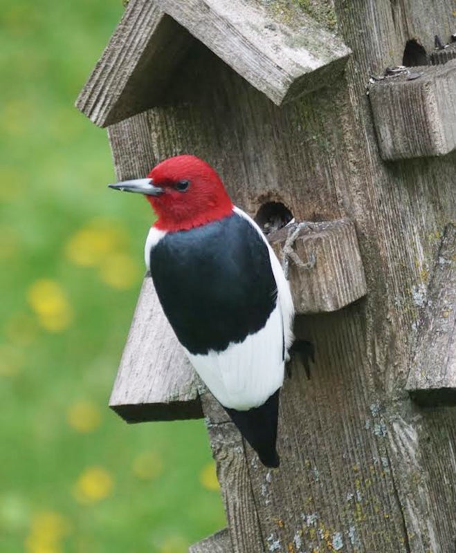 A red-headed woodpecker visits a birdhouse. - Al Batt/Albert Lea Tribune