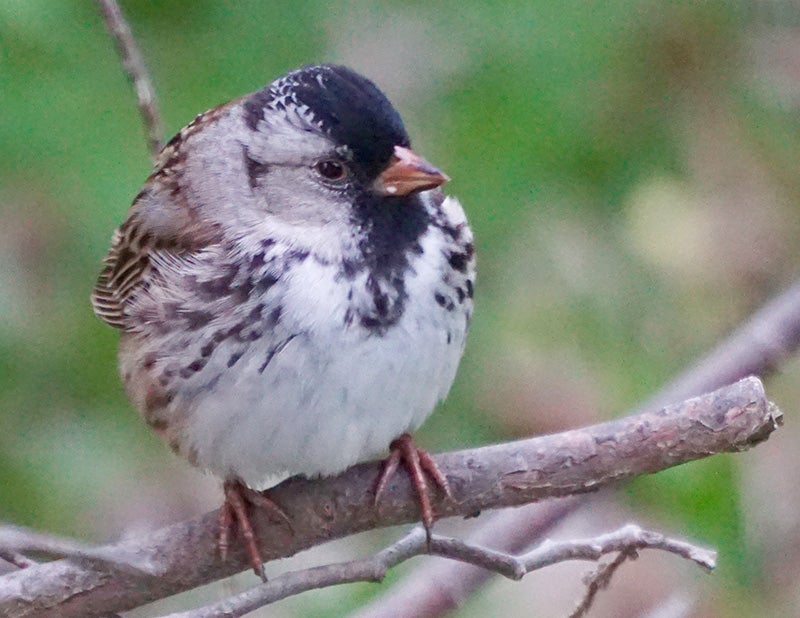The Harris’s sparrow learns how to sing its song. - Al Batt/Albert Lea Tribune