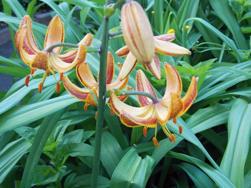 The sunny morning martagon lilium is supposed to be a butterfly magnet. - Carol Hegel Lang/Albert Lea Tribune