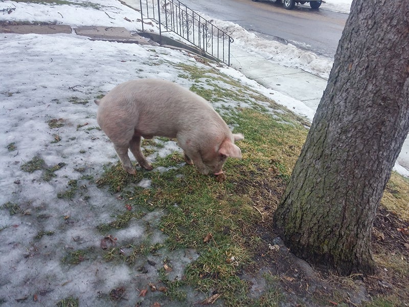 A pig was found wandering in the area of the 1000 block of Virginia Place on Monday afternoon. The pig was captured with the help of area residents and brought to the Freeborn County Humane Society by the Albert Lea Police Department. - Provided