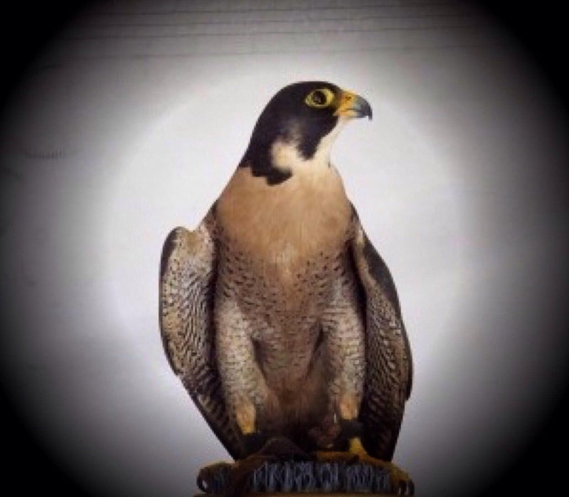 The peregrine falcon, also known as the peregrine, is historically known as the duck hawk in North America. Provided