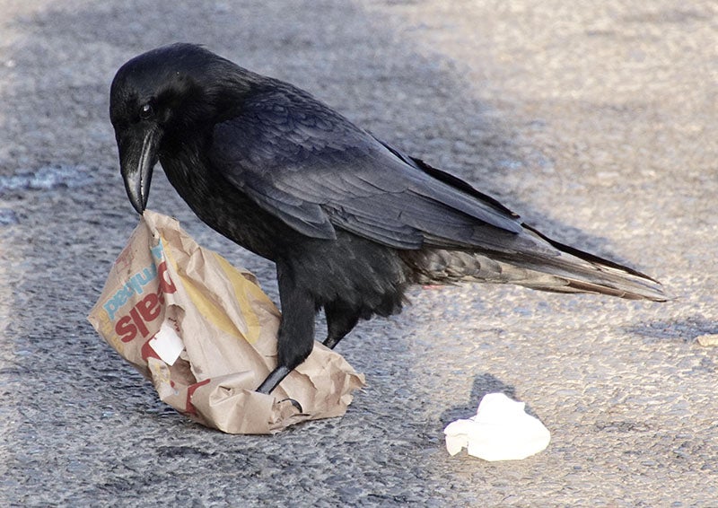 Al Batt: What animals eat poison ivy berries? How are ravens so smart ...